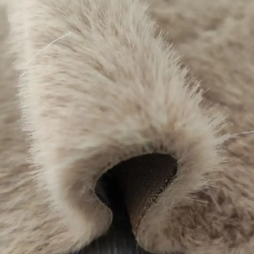 China Fabric for Jackets,Hoodie  ,Waist coat Fake Fur Knit Fabric Polyester brown color buy from China wholesaler bulk order at wholesale price free worldwide shipping Alibaba