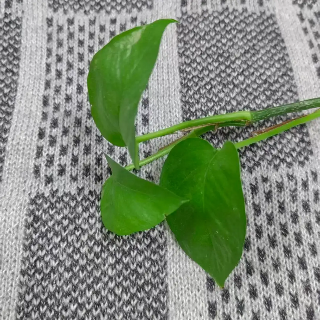 China Yarn for Ladies Vest (Sweater),Men’s Vest (Sweater),Open Cardigan (Sweater),Full-Zipper Cardigan (Sweater),Half-Zipper Cardigan (Sweater),Shirt Half Sleeve Button (Sweater),Round Neck Pullover (Sweater) Mossy Yarn Fancy Yarn Polyester Wool 白色/黑色（white/black） color buy from China wholesaler bulk order at wholesale price free worldwide shipping Alibaba